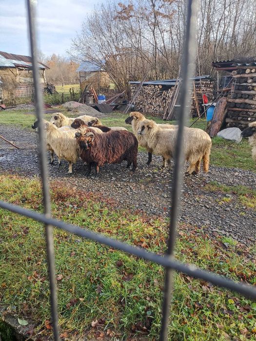 Vand oi tinere rasa turcana