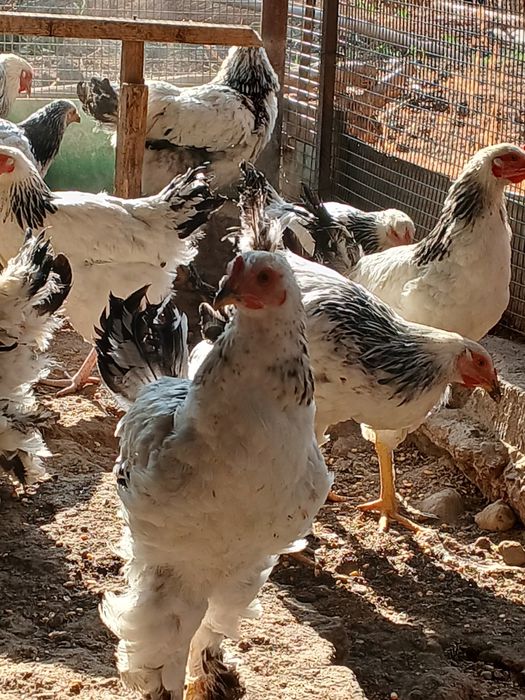 Продаются петухи порода брама 1 кг 50 тыс живого веса