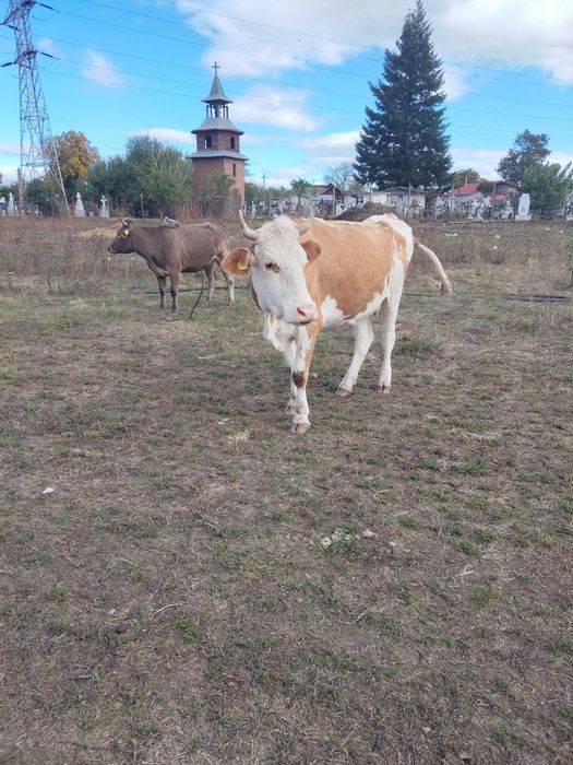 Vaca bălțată de vânzare!!
