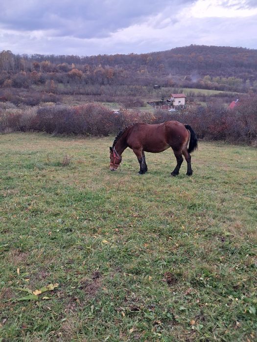 Iapa de vanzare  Floresti