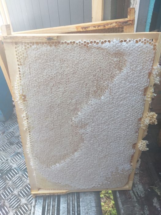 Miere Salcam Bio 2024