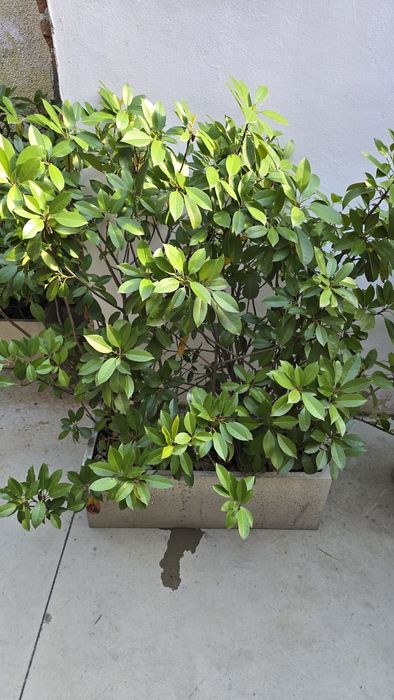 Flori ornamentale