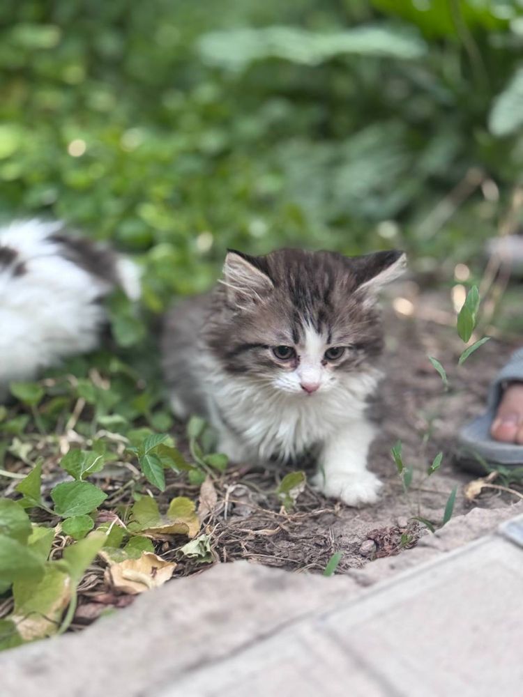 Отдам Котят в добрые руки