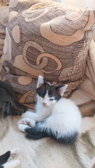 Котята в наличии