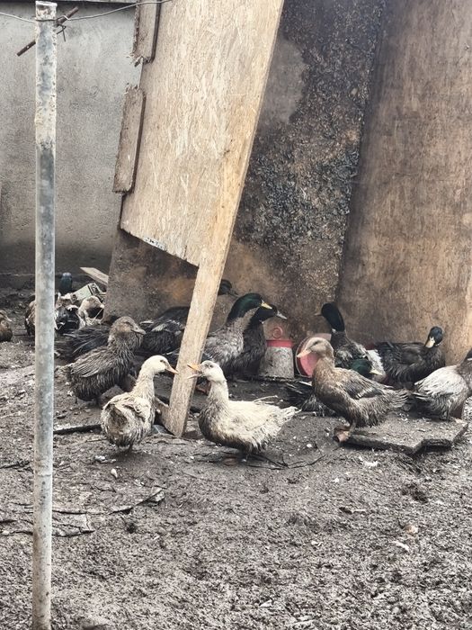 Vând rate mute,românești,pekin