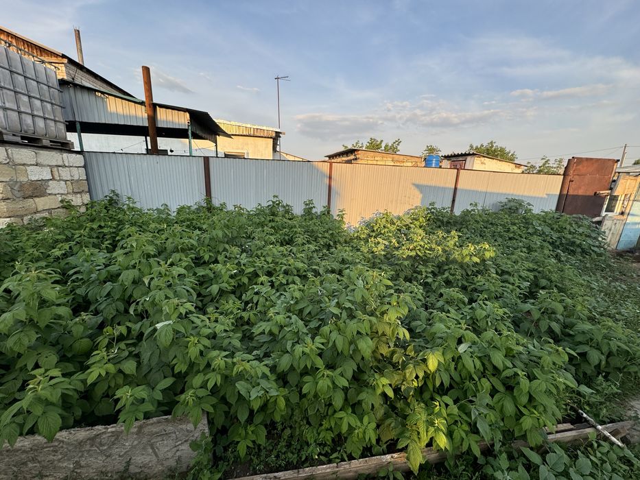 Продам малину саженцы