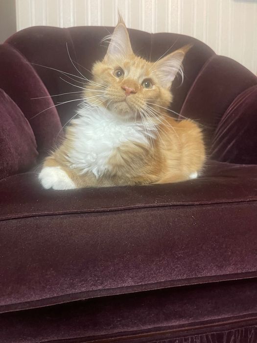 Maine Coon cu părinții campion