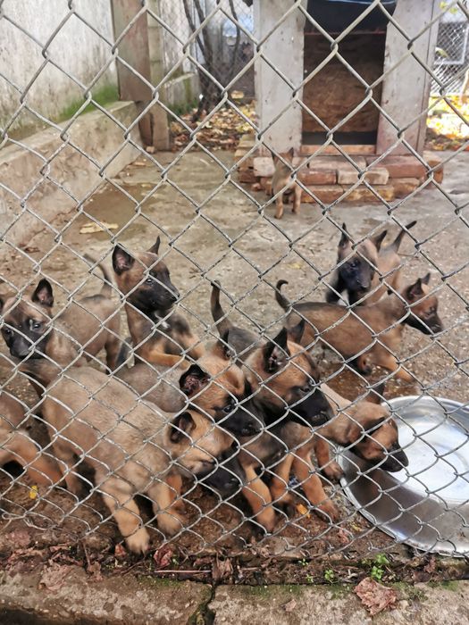 Белгийски овчарки малиноа