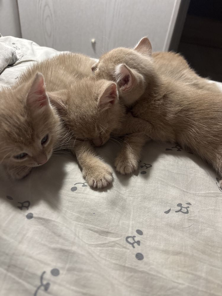 Котята в добрые руки