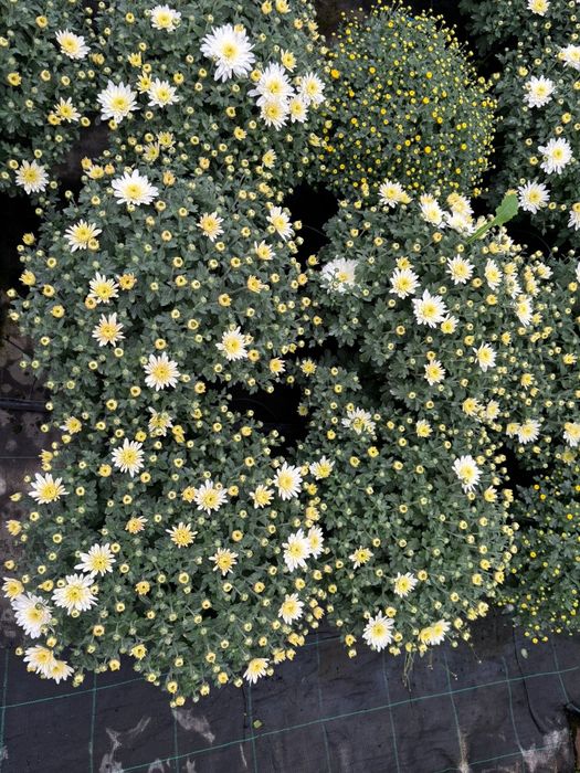 Crizanteme si Panselute