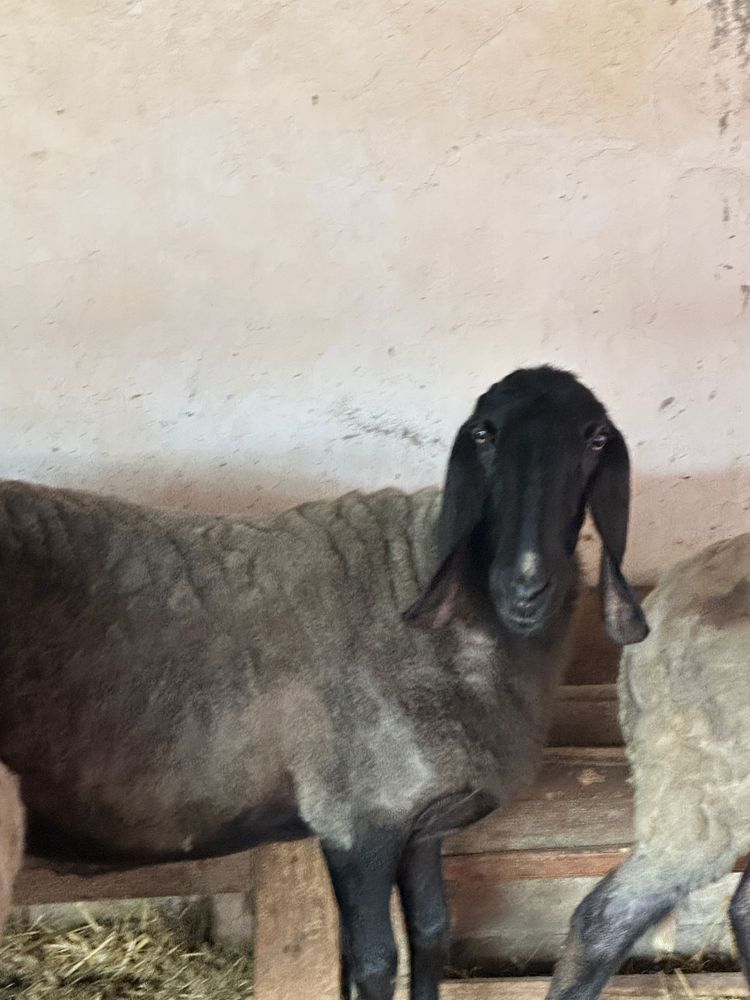 Vand 2 oi tigaie sarbeasca