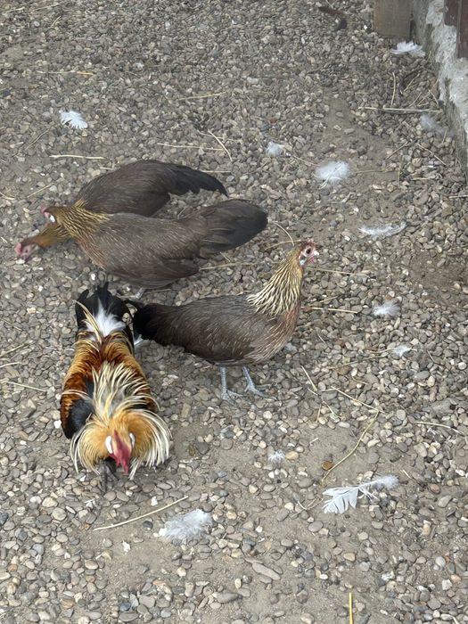 Vand familie gaini phoenix