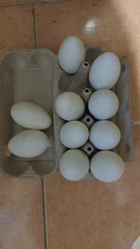 Яйца гусинные 10 штук.