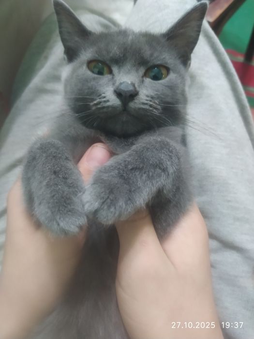 Продам котёнка. Девочку.