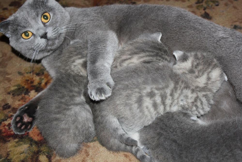 Шотландские Вислоухие Скоттиши