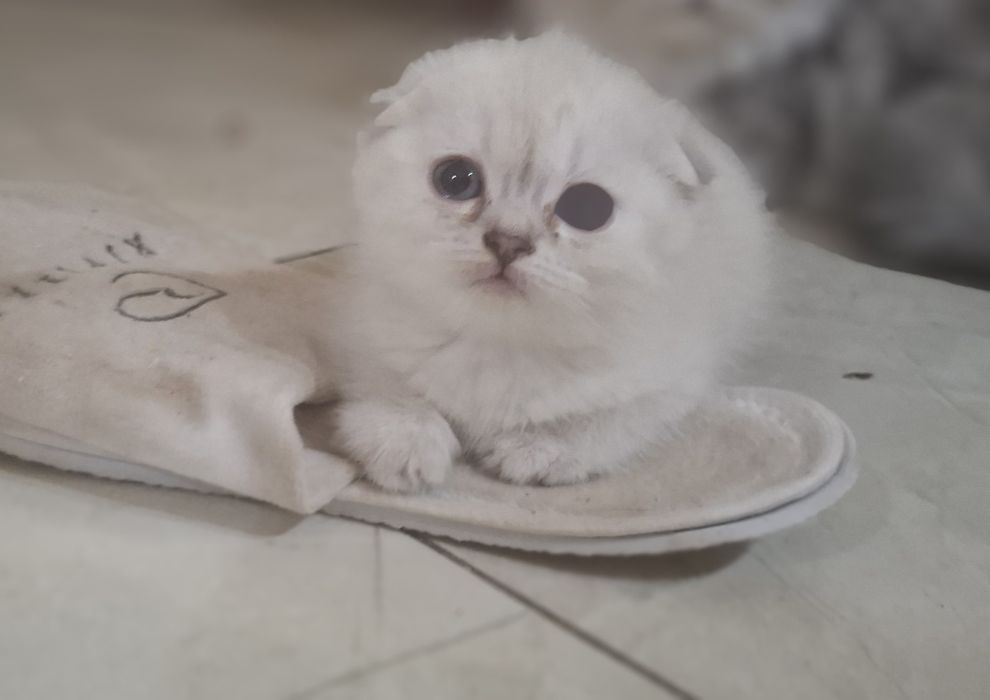 Продаются котята