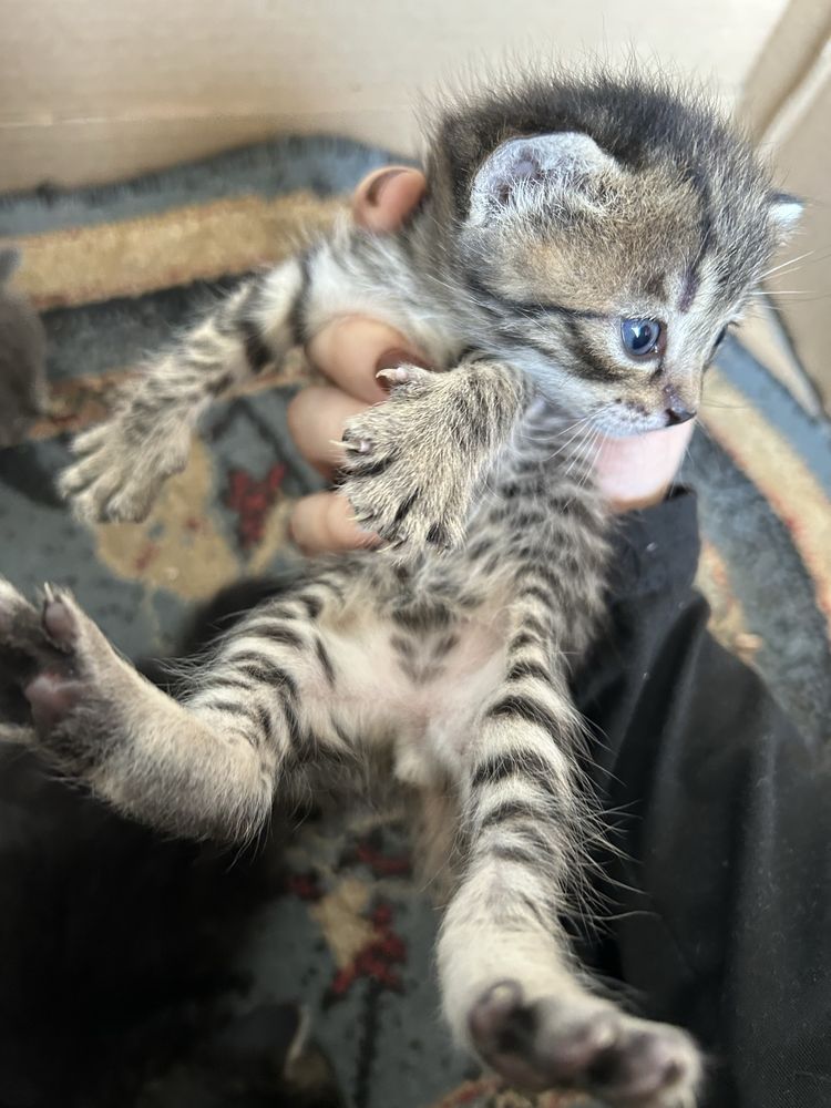 Котята ищут дом!