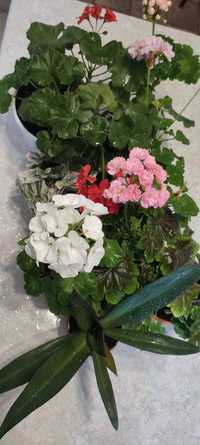 Цветы Пеларгония Герань
