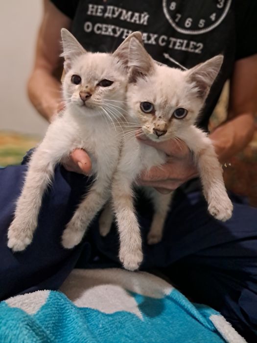 Бесплатно отдам котят