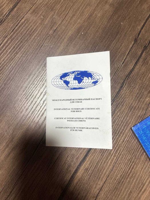 Лабрадор 3.5 месяца