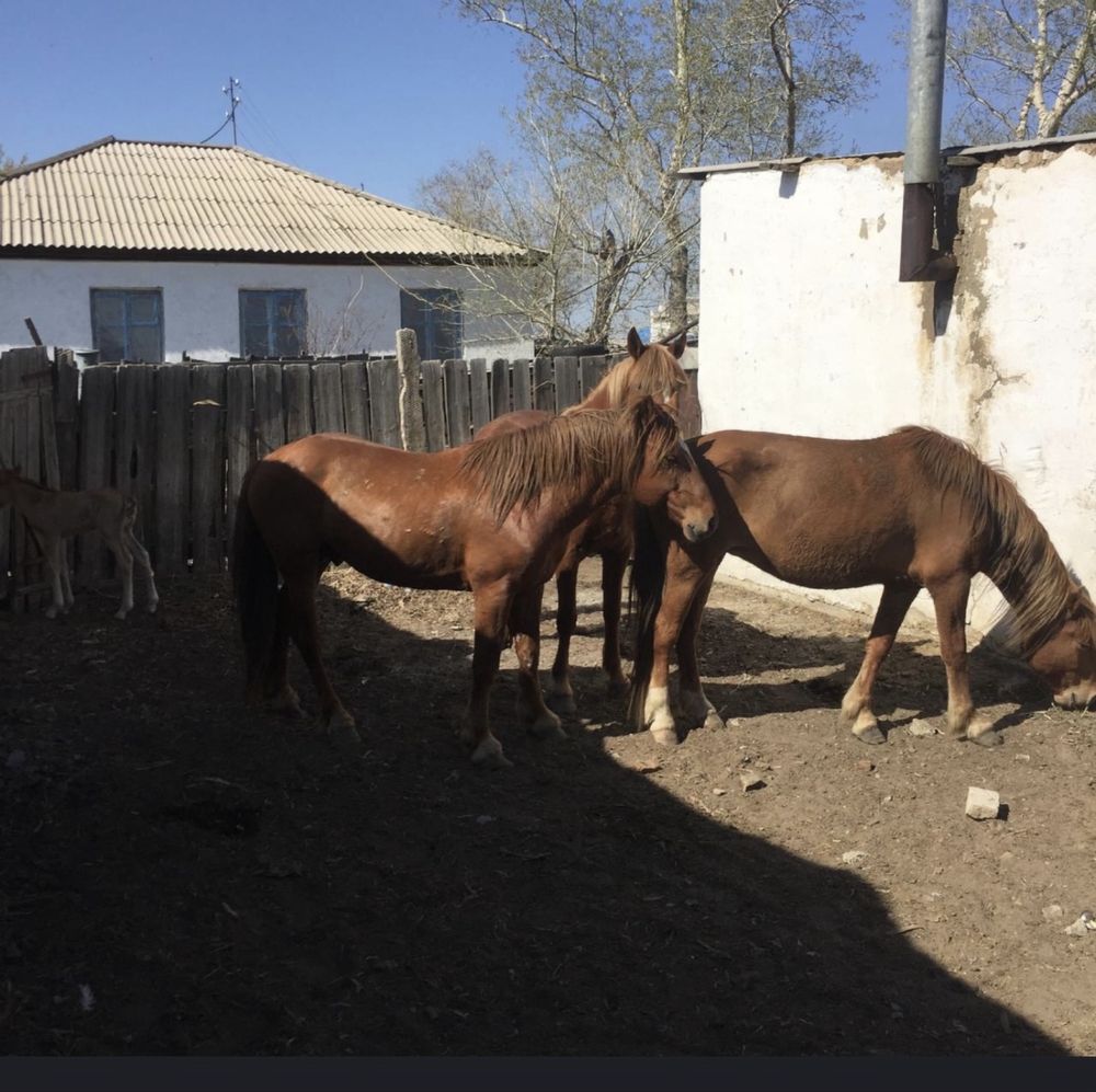Продам табун лошадей