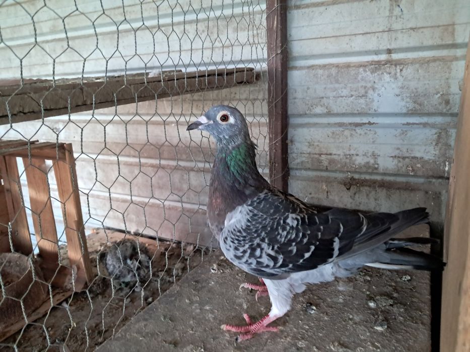 Vand porumbei tippleri