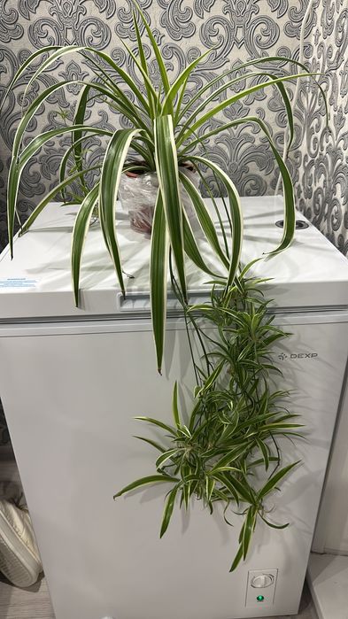 Комнатные цветы для дома и офиса