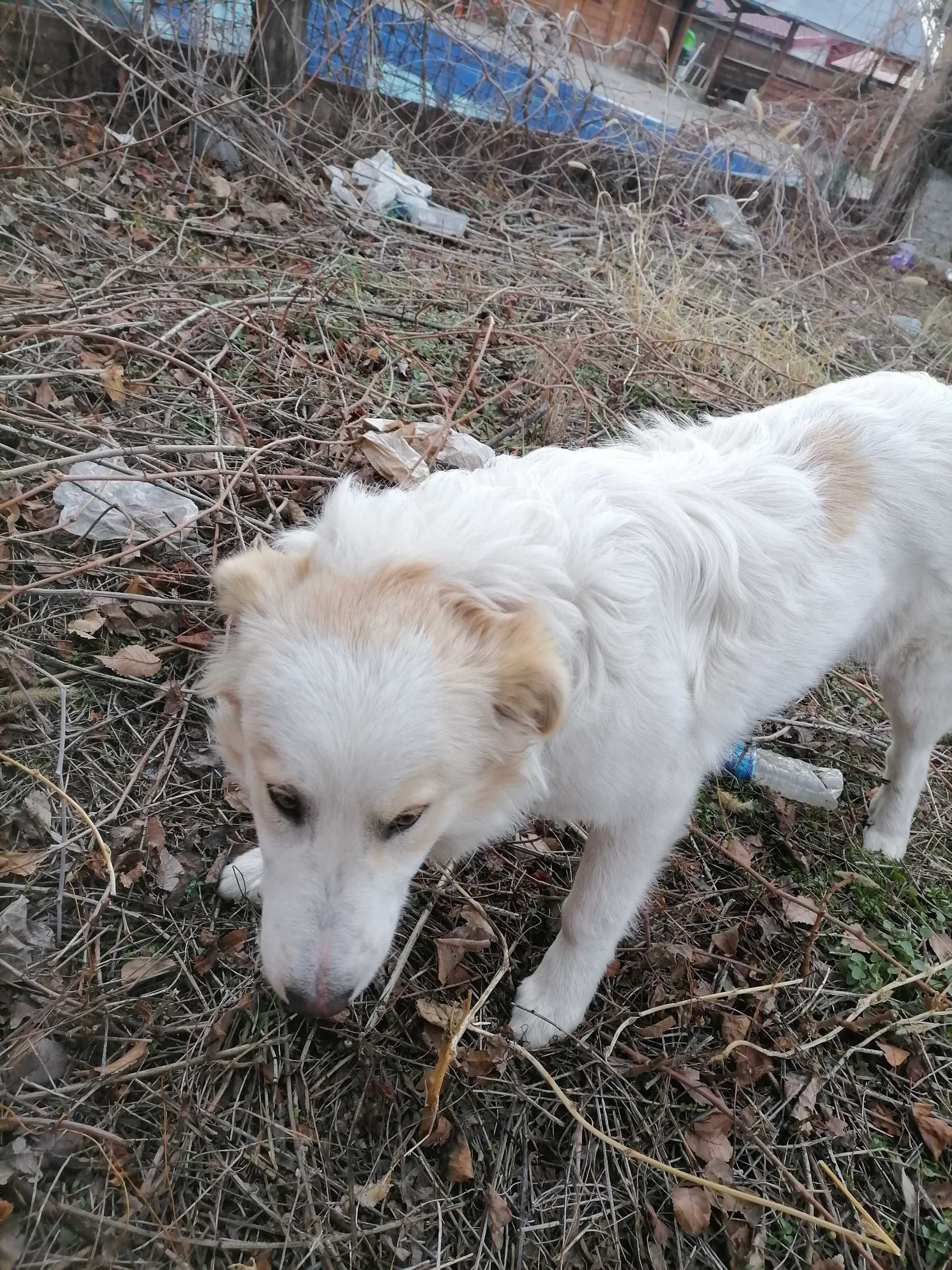 Catel superb alb, abandonat la ppopasul merei(baiat)