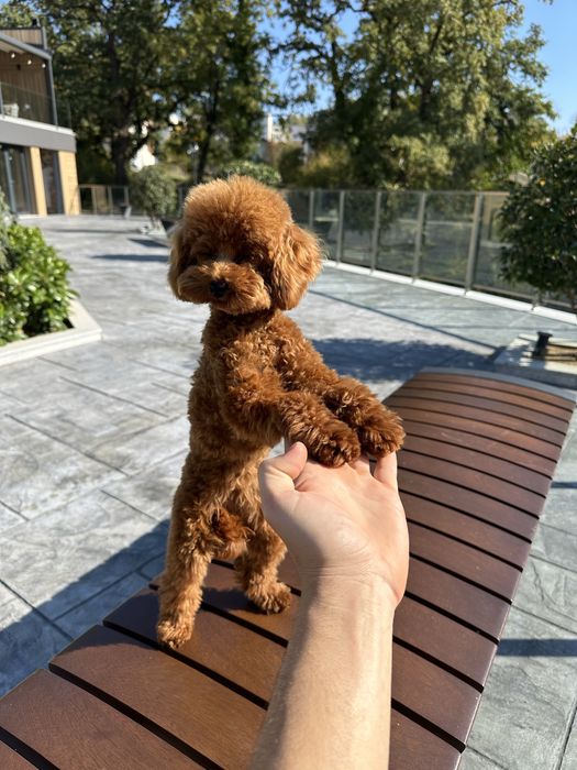 Пудел Той/Poodle Toy