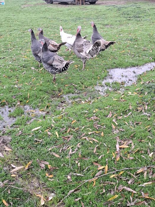 Свободни 5бр пуики 1бр пуяк