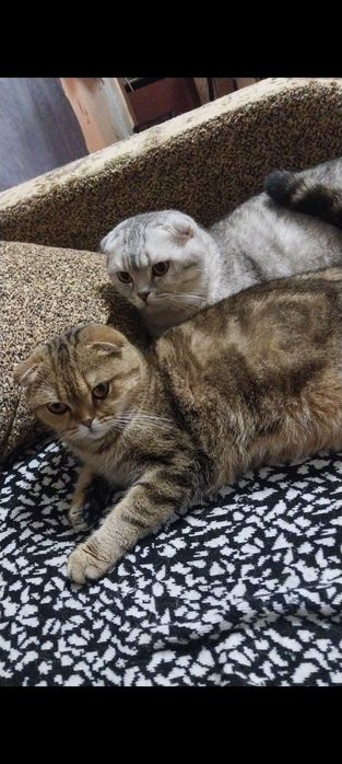 Продается котенок