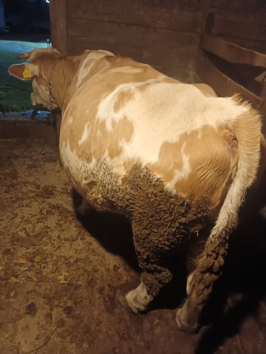 Vacă balțată românească