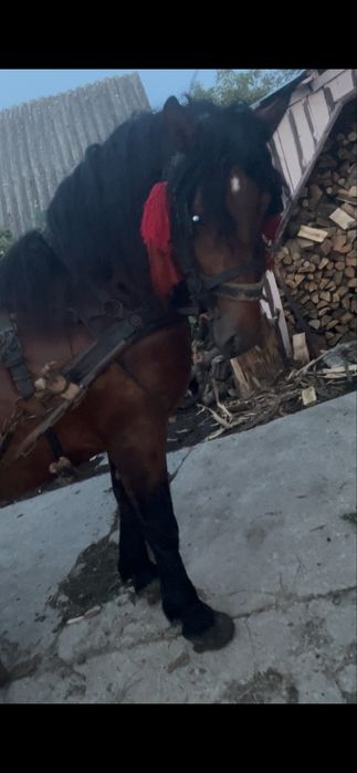 De vânzare  armăsar de 2 ani si 6 luni !