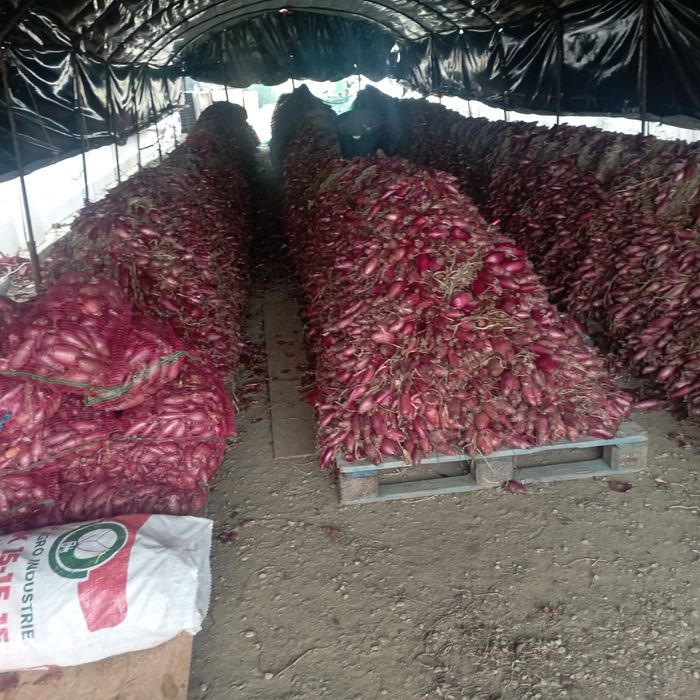 Vând ceapă roșie de apa, cantități mari!