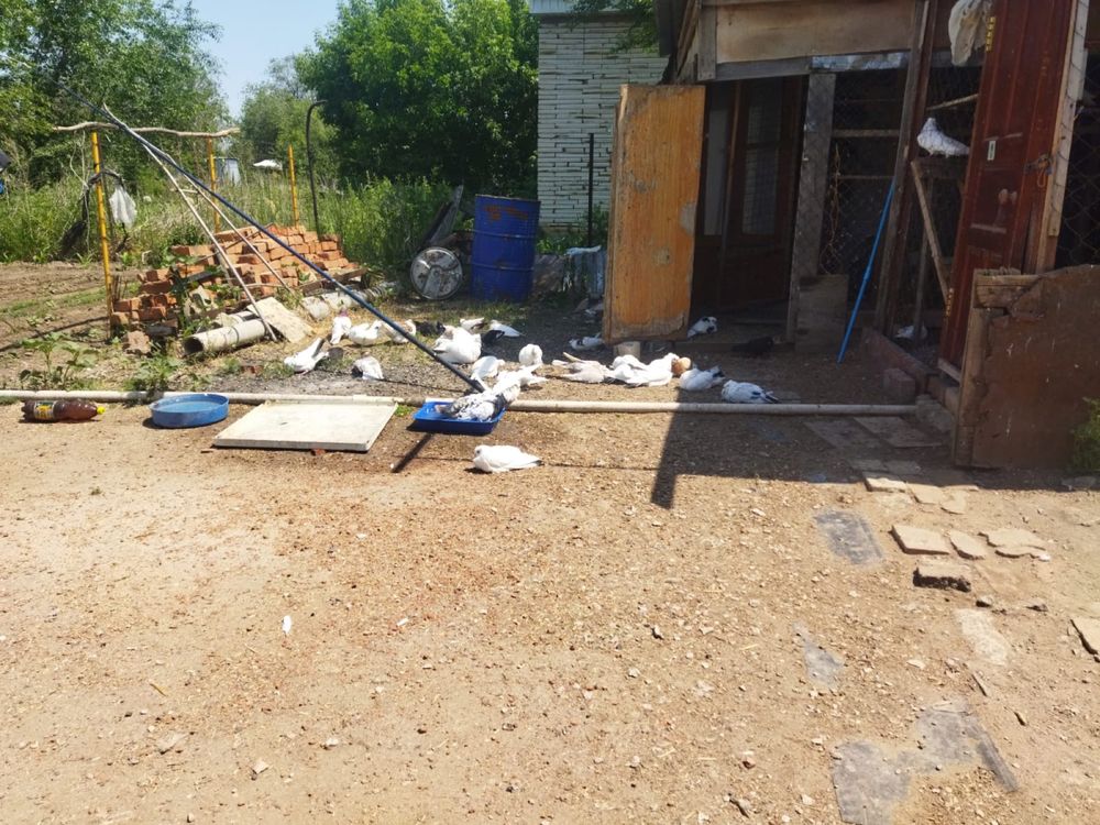 Продам домашних голубей