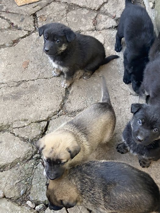 Щенки овчарка с дворнягой