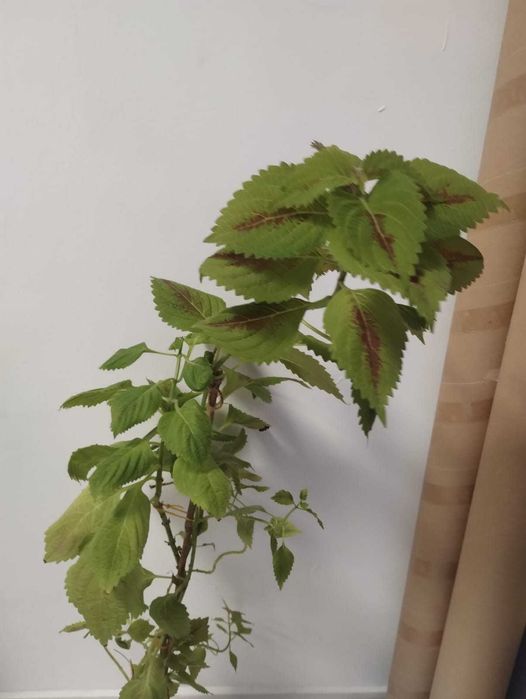 Planta decorativa Coleus blumei