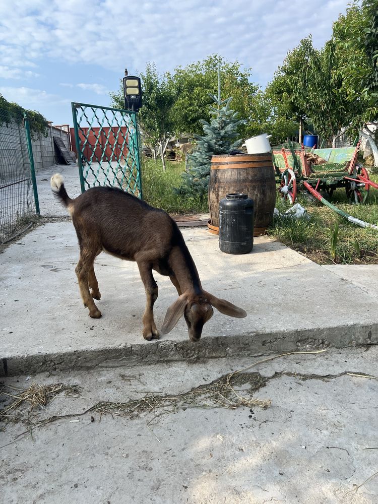 Продавам мъжки ярета