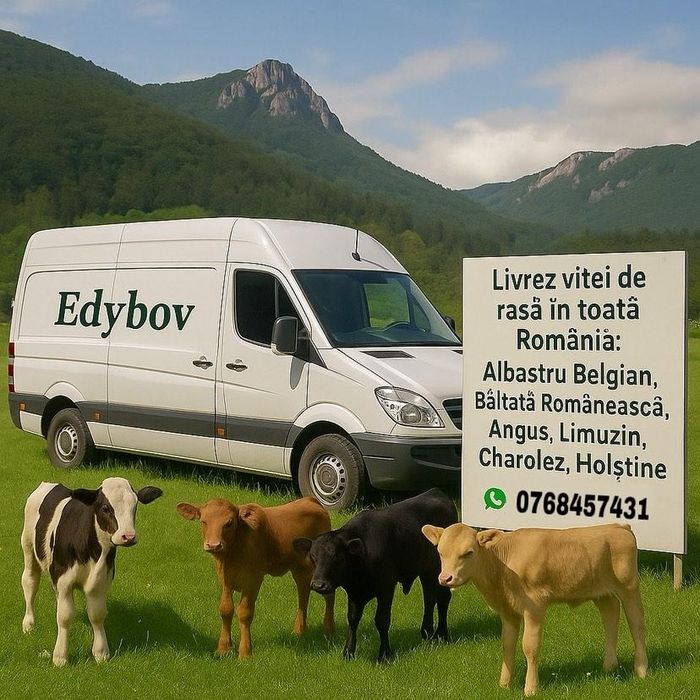 Vând vitei de rasa județul Buzău