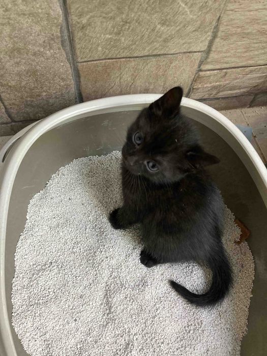 Подаряваме котенца