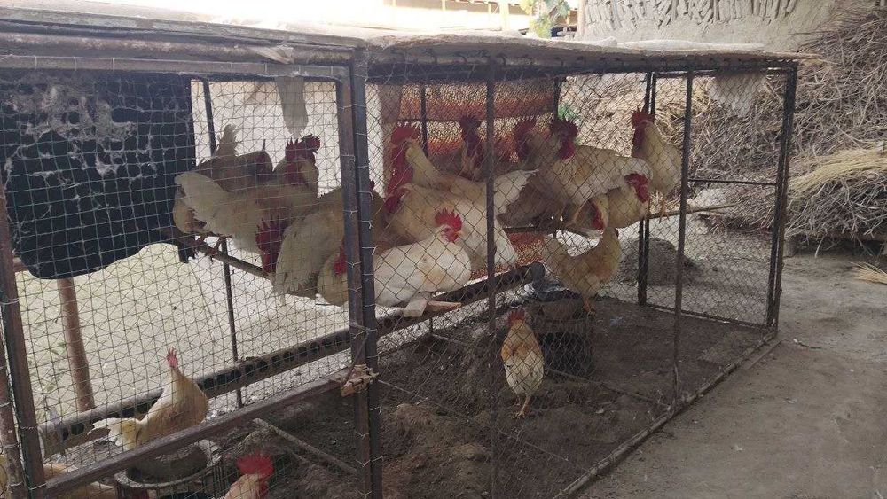 Продаётся здоровые, чистые петухи