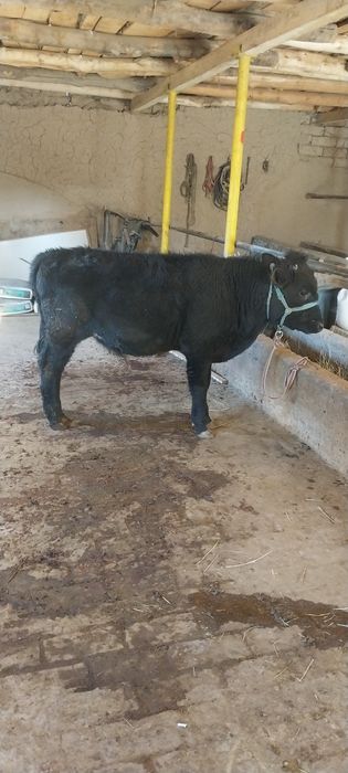 Букачалар сотилади соглом иштаха чётки