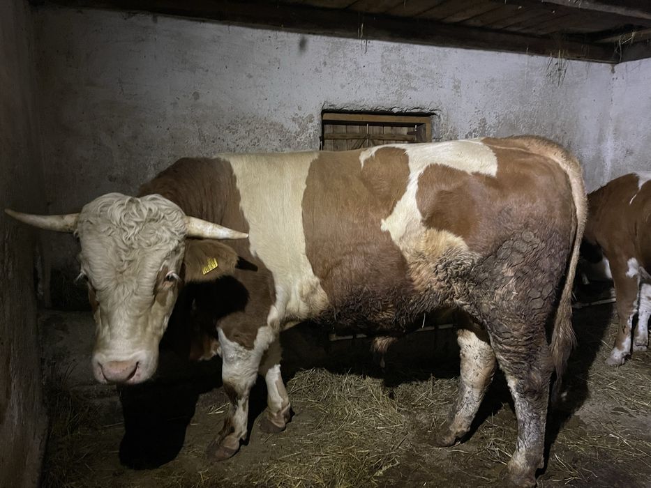 Vand doi tauri si o juninca gesteanta !