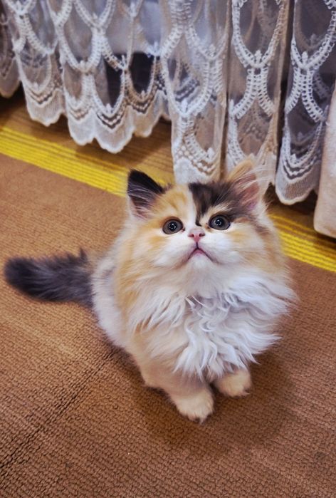 Mushukchalar sotiladi