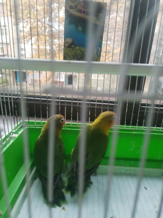 Попугай неразлучник.