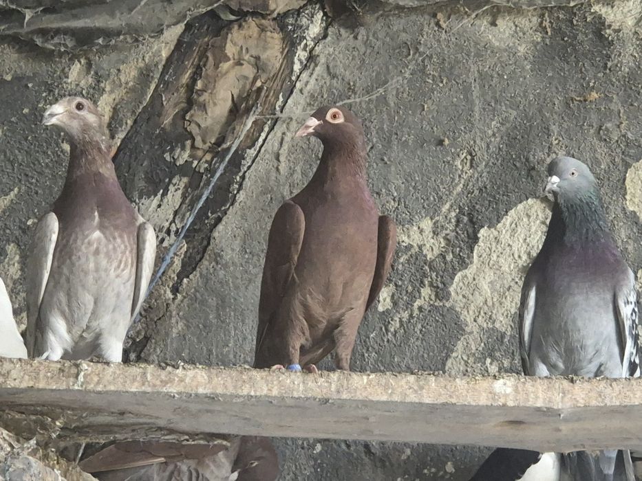 Vând porumbei voiajori stil vechi