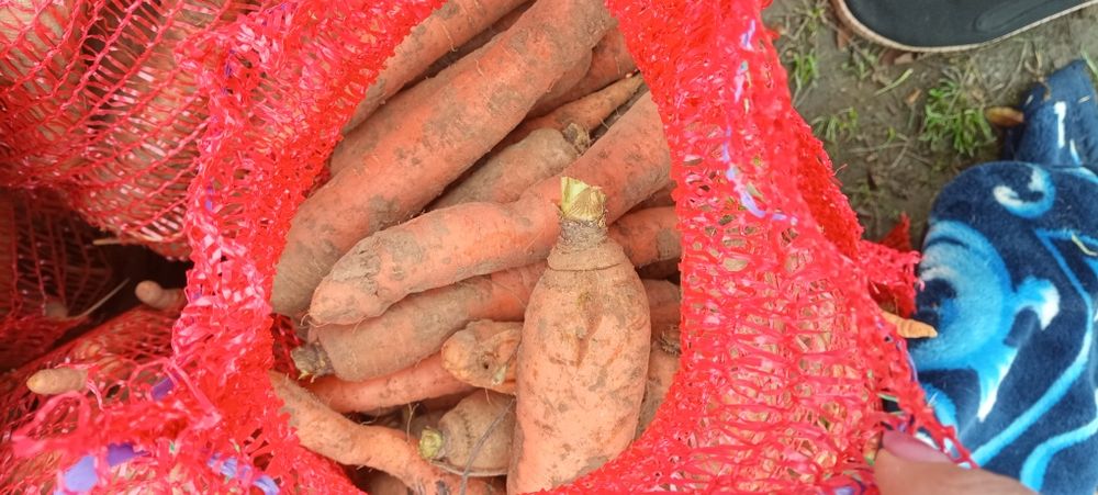 Morcov natural crescut în grădină