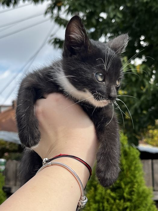 donez pui de pisica motan