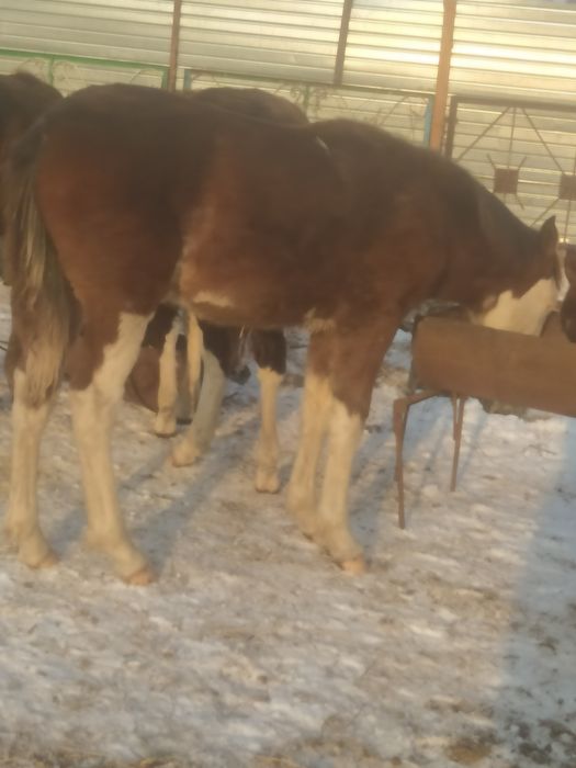 Продам.  жеребят