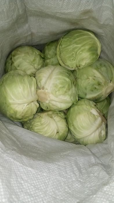 Продам капусту мешками